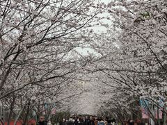 -高东镇樱花园