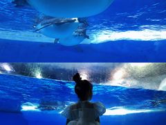 -海合安成都极地海洋公园