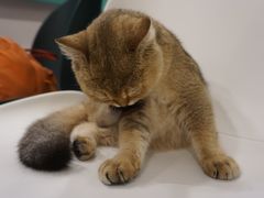 -飞行喵MR PILOT|猫舍·猫咖(静安大融城店)