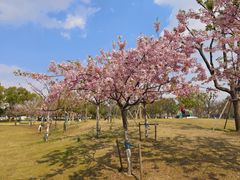 -新江湾城公园