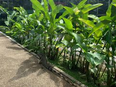 -新加坡飞禽公园