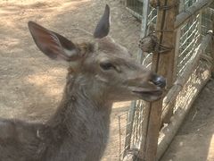 -石家庄市动物园