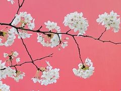 -玛格萝妮比萨屋(四平店)