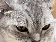 -瑞派康怡24h宠物医院·犬猫医疗中心·微创绝育(瑞景分院)
