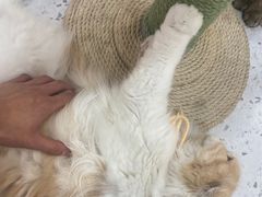 -喵园·猫主题咖啡厅·撸猫·猫咖(国贸店)