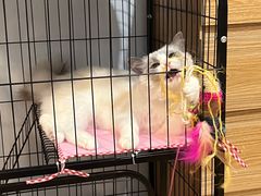 -lincat·猫舍(广州店)