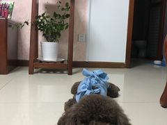 -北京赛佳动物医院