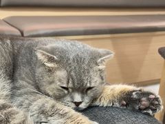 -喵园·猫主题咖啡厅·撸猫·猫咖(国贸店)