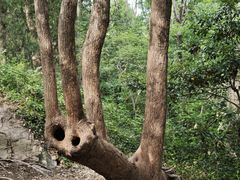 -上海佘山国家森林公园天马山园