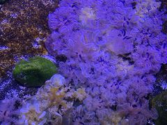 -瑞普利水族馆