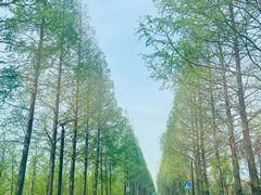 -黄海国家森林公园