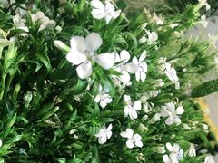 -植物学家的女儿(北马道巷店)