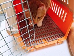 -康成宠物医院24H·CT·核磁共振
