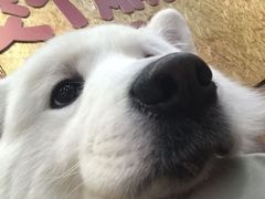 -和它·交个朋友·狗咖猫咖(爱琴海店)