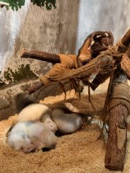 -Zoolung Zoolung动物主题公园(海信广场店)