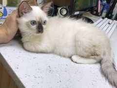 -瑞鹏宠物医院·夜间急症·心超·猫科(祖庙分店)