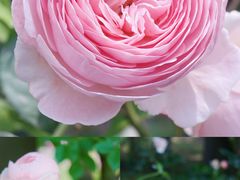 -鹅湖玫瑰文化园