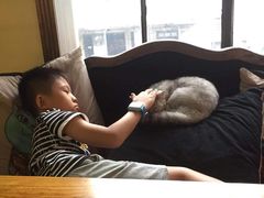 -more than meow吴止猫主题餐厅(承德 中船汇店)