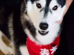 -Husky Go! 哈士奇体验馆·宠物咖啡厅狗咖