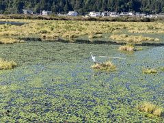 -腾冲北海湿地
