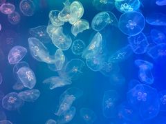 -左海海底世界