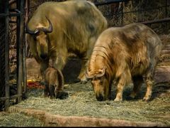 -沈阳森林动物园