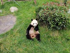 -卧龙中华大熊猫苑神树坪基地