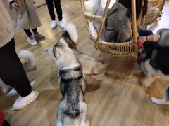 -Husky Go! 哈士奇体验馆·宠物咖啡厅狗咖