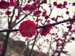 -香雪海