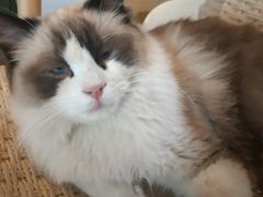 -喵屿·大理花园猫咖