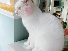 -纳吉亚猫专科动物医院·北北分院