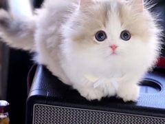 -欣宠猫屋·矮脚拿破仑·蓝金金渐层