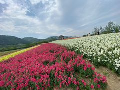 -径山花海