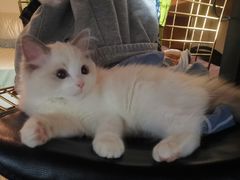 -momokira米努特·德文卷毛猫·棉花面纱犬