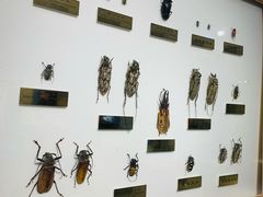 -上海昆虫博物馆