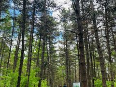 -帽儿山国家森林公园