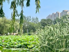 -前关湿地公园