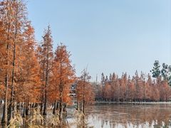 -白鹭湾湿地公园