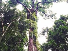-清迈丛林飞跃 JungleFlight