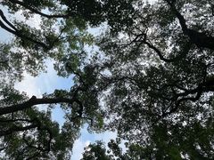 -中国科学院华南植物园