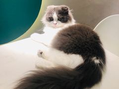 -飞行喵MR PILOT|猫舍·猫咖(静安大融城店)
