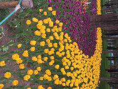 iphone_upload_pic-景山公园