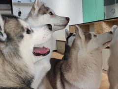 -Husky Go! 哈士奇体验馆·宠物咖啡厅狗咖