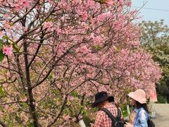 -天适樱花悠乐园