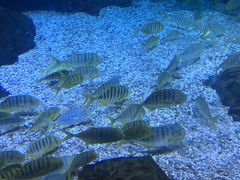 -烟台海昌鲸鲨海洋公园