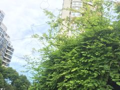 -新湖明珠城
