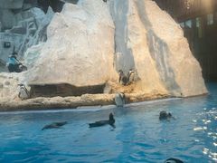 -帝企鹅自助餐厅•儿童岛•真企鹅(长隆企鹅酒店)