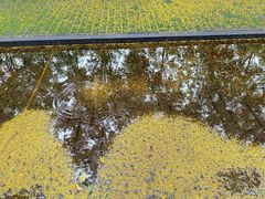 -洛阳市隋唐城遗址植物园