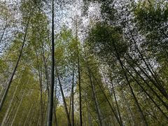 -广州市石门国家森林公园