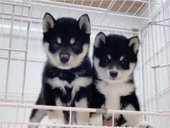 -萌宠之家·腊肠犬·马尔泰·小体犬舍